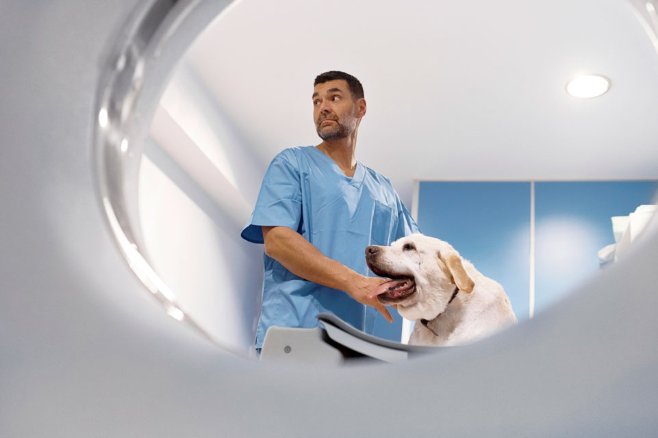Dogs may need CT scans to be diagnosed. CT scans can give imaging information to veterinarians.