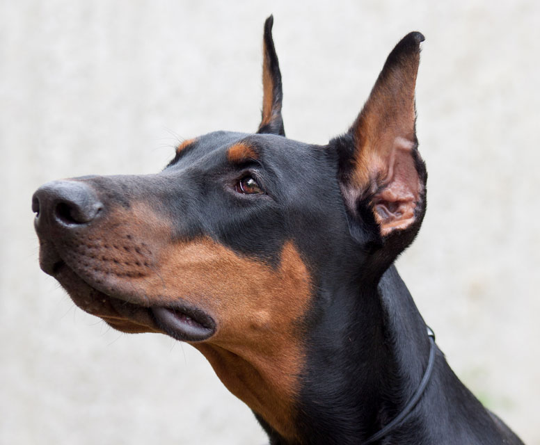 Dancing Doberman disease is probably genetic.