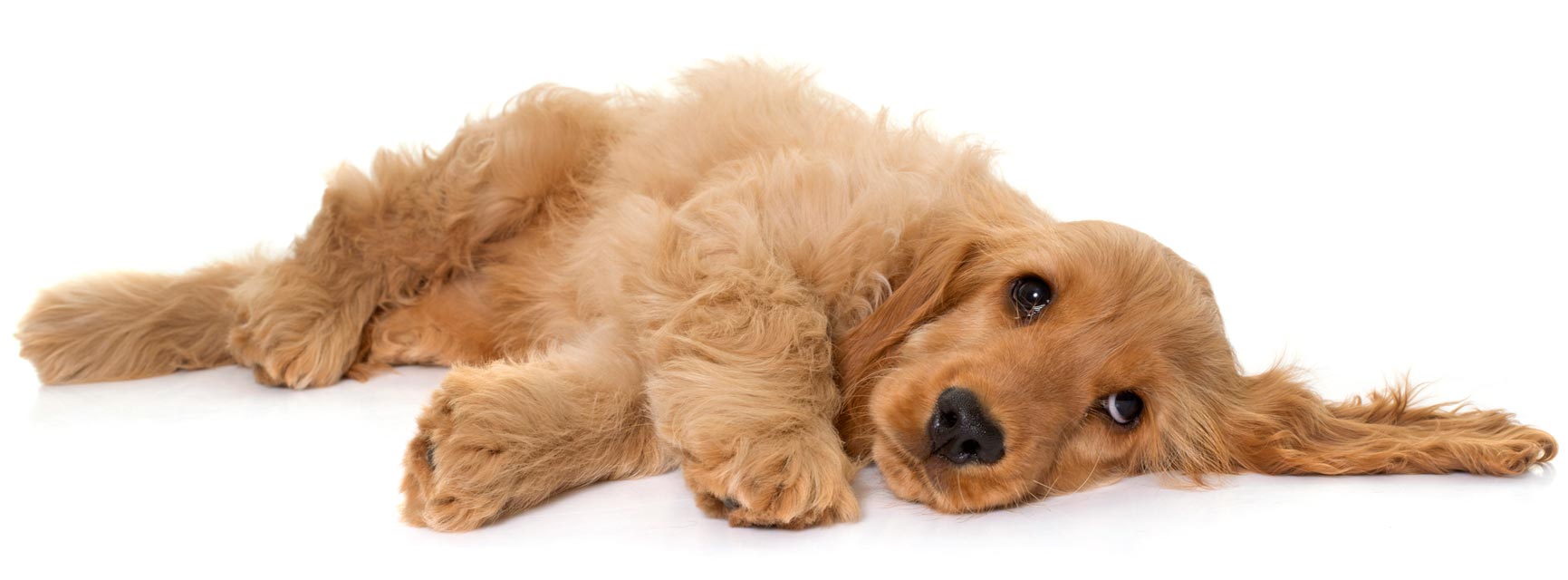 Dogs with DKA are experiencing an emergency. DKA is a life-threatening condition in dogs.