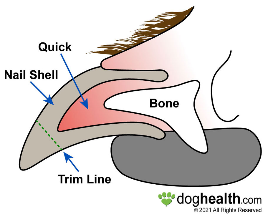 Diagram of structures of dog nail.