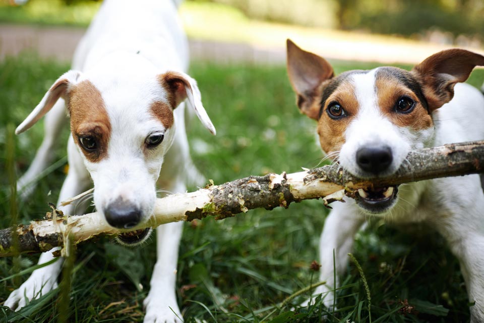 Learn the body language of playing vs. fighting in dogs.