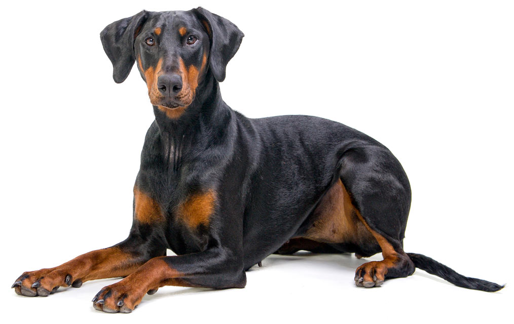 Dcm in sales dobermans