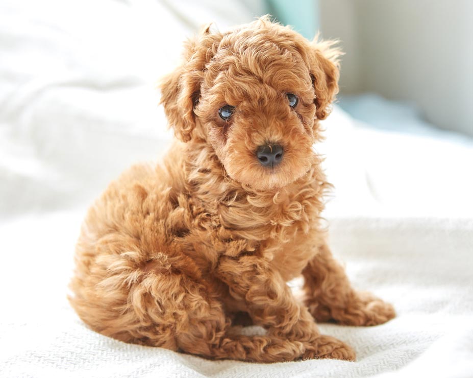 Canine distemper can be a deadly condition in dogs. Learn about the virus that causes canine distemper.