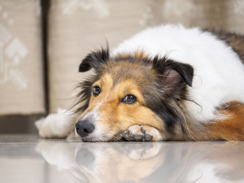 DLE affects the nose of dogs. Learn about cutaneous lupus in dogs.