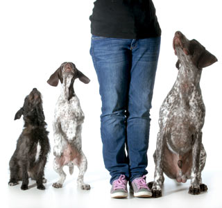 New research answers the question of do dogs get jealous. Can it be proven: do dogs get jealous?