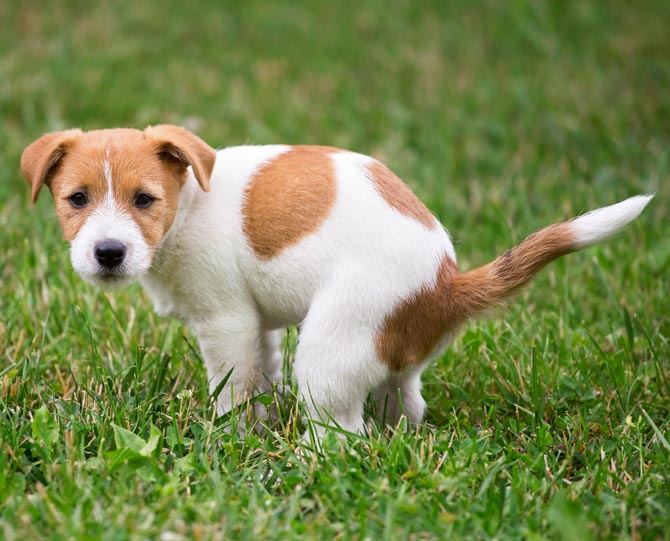 Do dogs align with the magnetic field to relieve themselves?