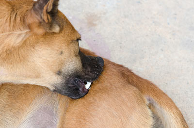 Hairy teeth in a dog indicates a skin problem. Have you been shocked to notice your dog’s hairy teeth?
