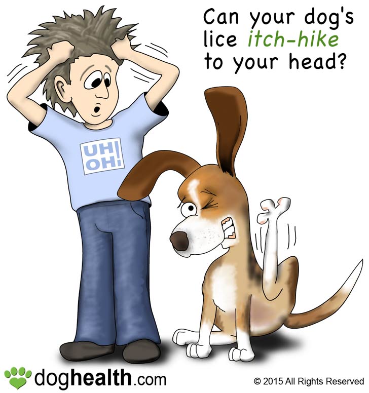 Lice in dogs are different from human lice.