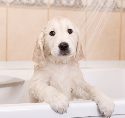 How to Give a Dog a Bath