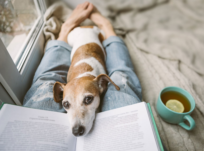Learn three dog behaviors that can mean different things. Three dog behaviors that can be misinterpreted.