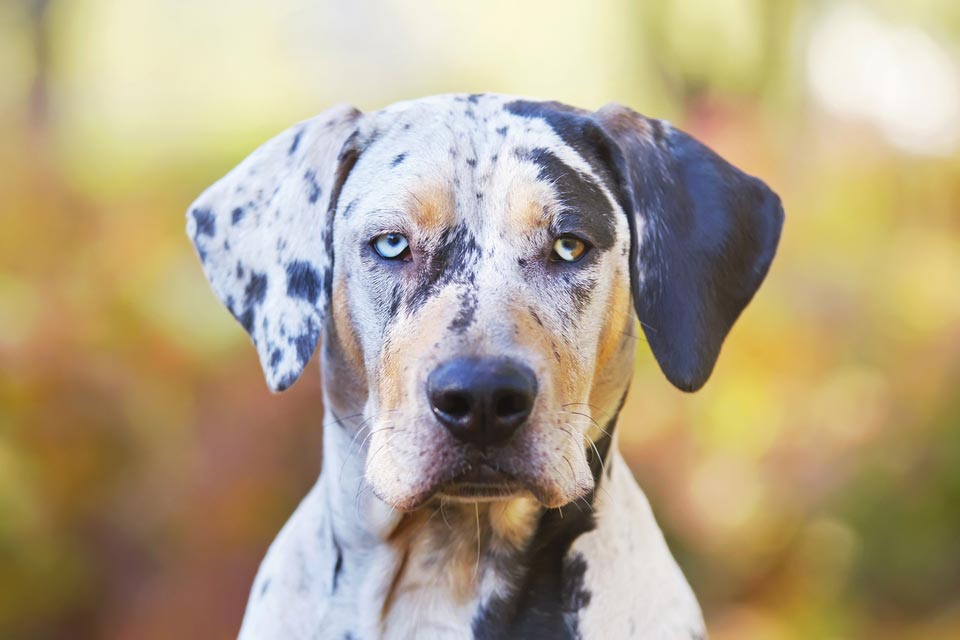 Tips for avoiding and preventing dog bites. Learn how to help prevent dog bites.