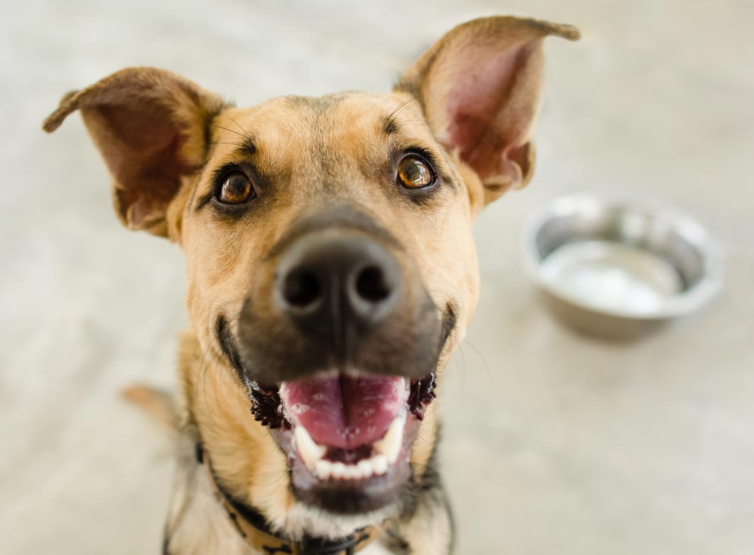 Learn to read canine body language to stay safe.