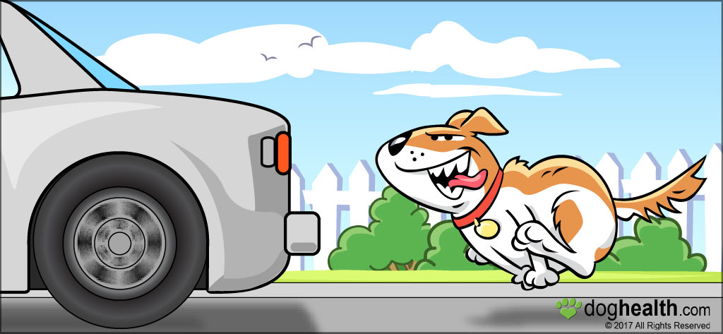 Why do dogs chase cars and vacuums? Why do dogs chase cars and vacuums?
