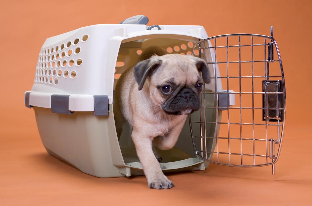 dog_crate