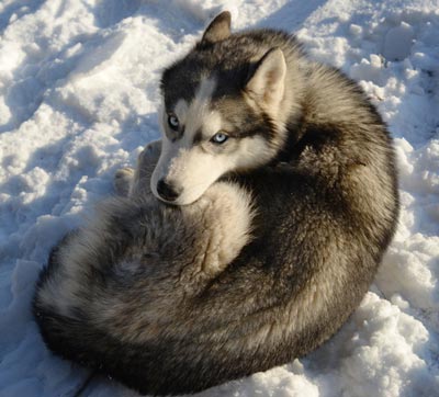 Dogs curl up for warmth and security. Why do dogs curl up in a ball to sleep?