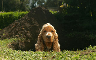 Dogs may dig holes for comfort or shelter.