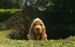 Provide plenty of shelter for your dog to deter digging holes. Dogs may dig holes for comfort or shelter.
