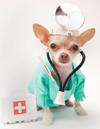 Learn what to gather ahead of time for a dog emergency. Learn how to prepare for a canine emergency.