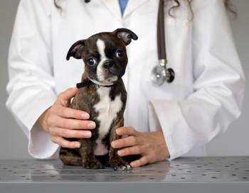 Canine Epilepsy canine_epilepsy