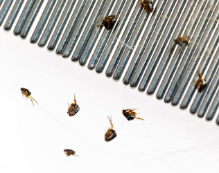 Dogs don't always scratch when they have fleas. Finding fleas on your dog can be tricky.