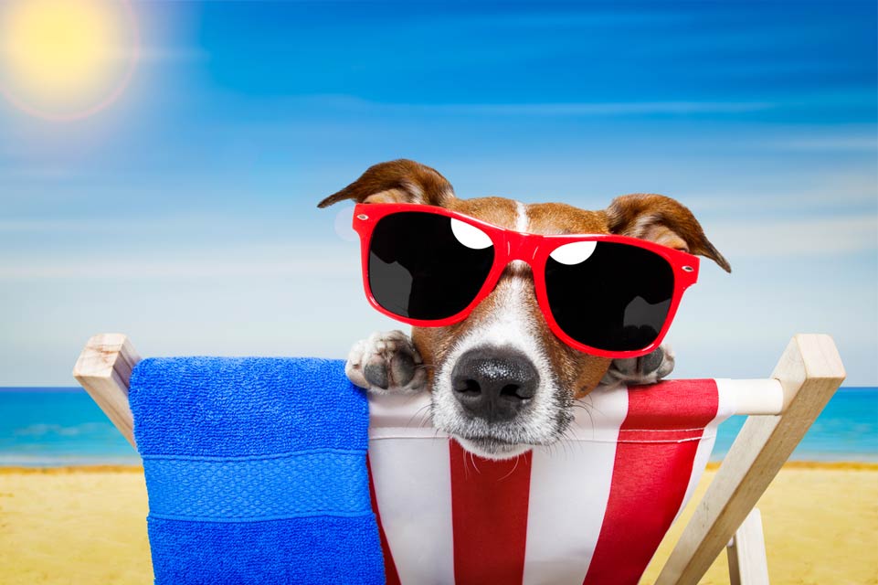 Homemade dog-friendly frozen treats help dogs stay hydrated. Make your dog homemade popsicles this summer.
