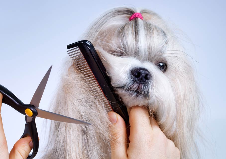 Get more from your grooming appointment by preparing ahead of time. Learn what you can do to get a better dog groooing.