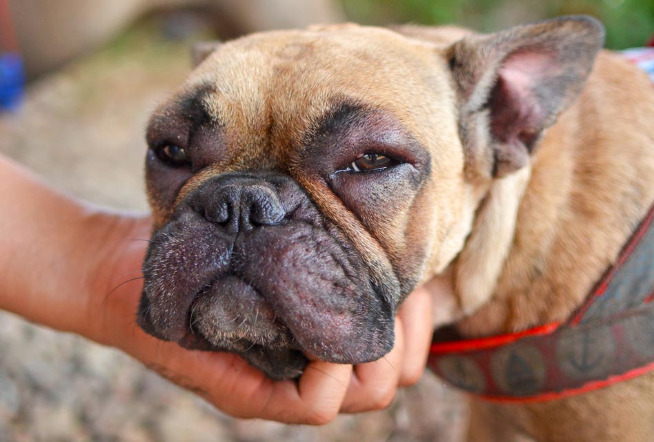 Learn what to do if your dog’s face swells up.