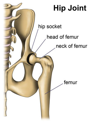 Legg-Calve-Perthes disease affects the head and neck of the femur. A dog’s hip is a ball and socket joint.