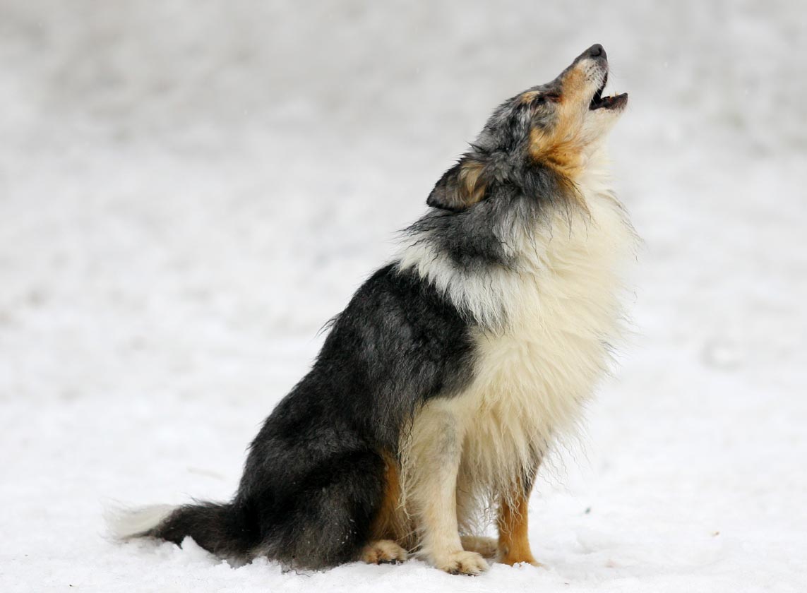 Why Do Dogs Howl 