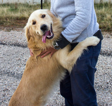 Training your dog to sit can stop unwanted jumping on people.