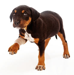Limps in dogs can have many causes. Limping puppy will improve once the cause is found.