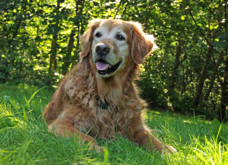 Enjoying His Golden Years dog_old