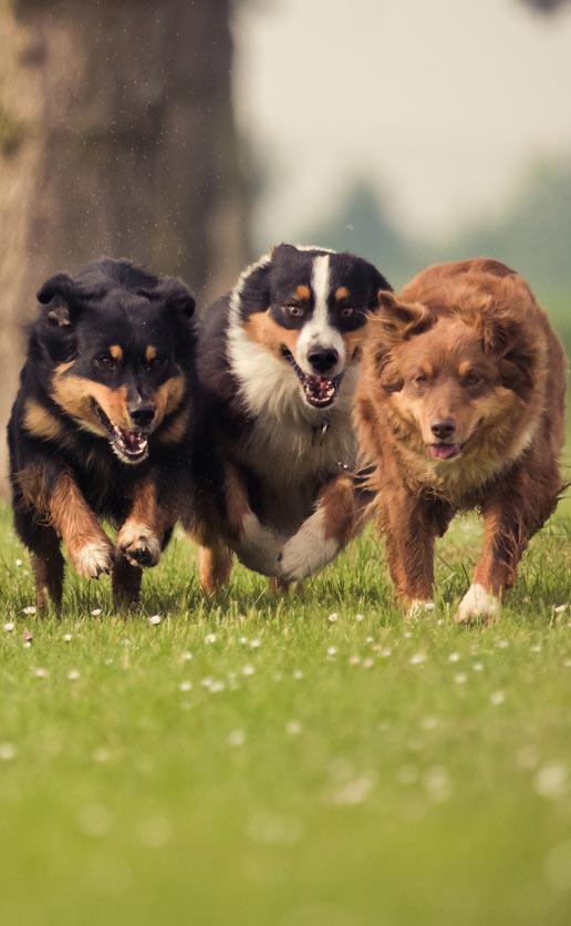 Dogs can have a great time playing at the dog park.