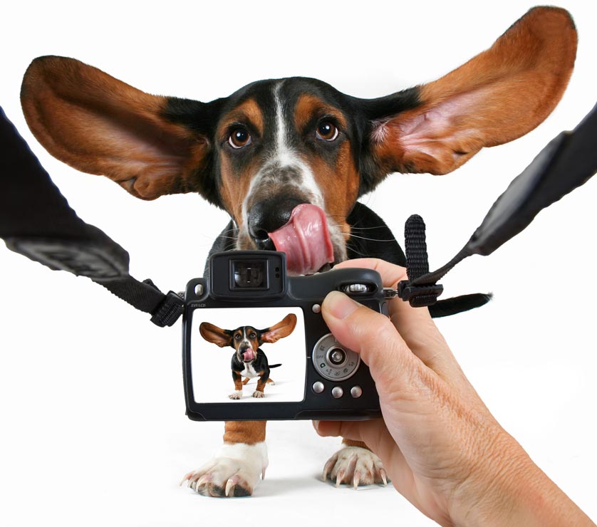 How to Photograph Your Dog dog_photography