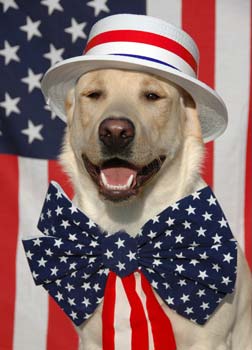 Supervise dogs at barbecues. Take care with dogs around pools.