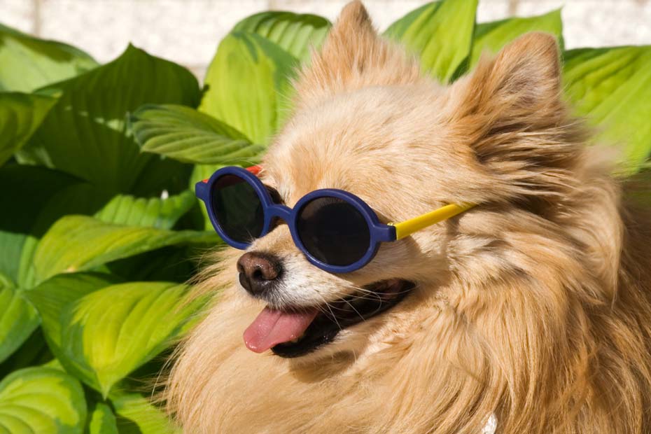 does hair keep dog cool