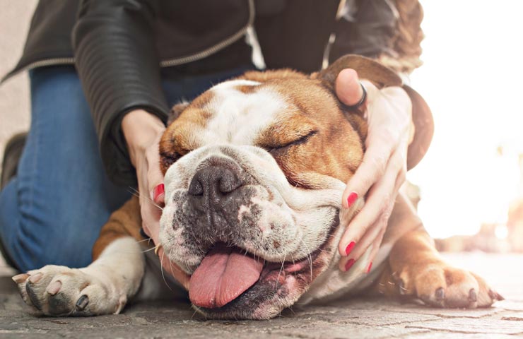 A lump can be serious or not; learn what to do. If your dog has a lump, don’t panic.