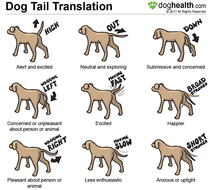 A dog's tail has many possible positions and movements.