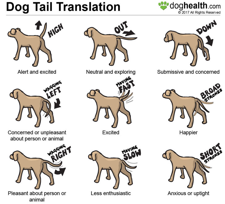 Dog Expressions Chart