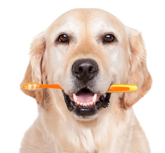 Dog teeth are like human teeth and need similar care. Dog home dental care is crucial to your dog's health.