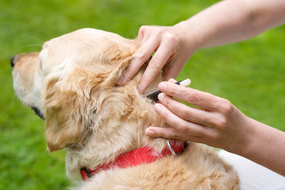 Dog_Tick_Removal