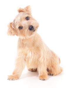 Dogs probably have a few reasons for tilting their heads. Why do dogs tilt their heads? There are many hypotheses, but one thing is for sure, dogs are adorable when they tilt their heads to listen to us.