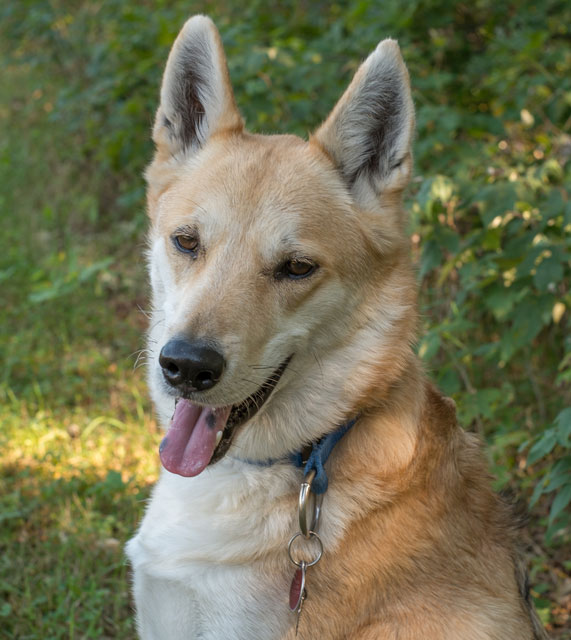 Learn about dark spots on dogs’ tongues.