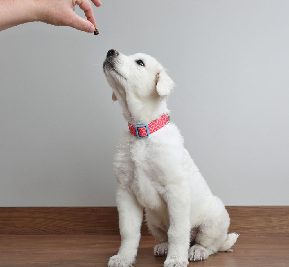 Healthy Treats for Dogs dog_treats