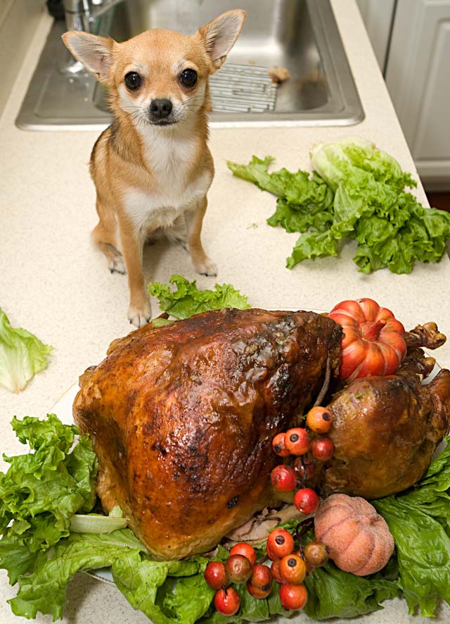 Dog Thanksgiving Safety Tips dog_turkey