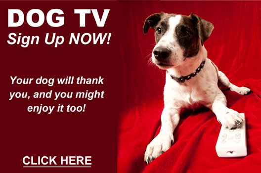 DOG TV - Sign Up NOW!  Your dog will thank you, and you might enjoy it too!  Click Here
