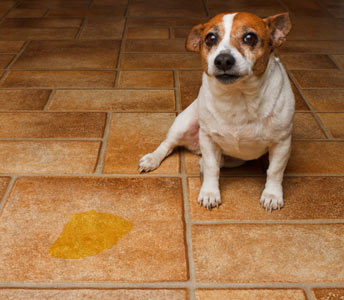 A housebroken dog urinating in the house could have a serious illness. Dogs that urinate in the house may have a medical problem.