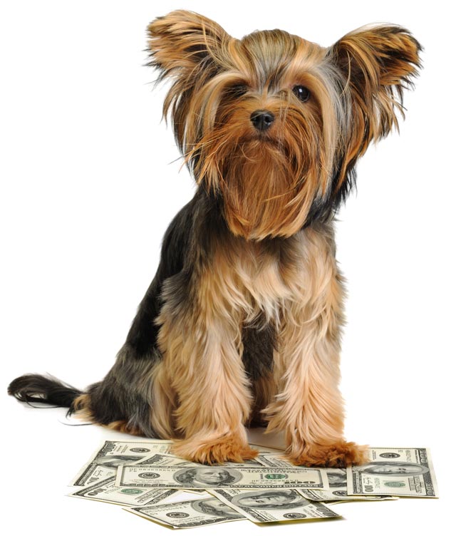 Veterinary costs for dogs; you can prepare for dog vet bills.