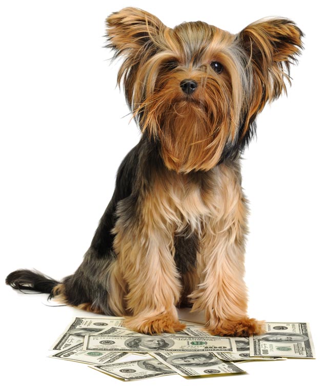 Dog vet costs should be prepared for using average dog costs per year. Veterinary costs for dogs; you can prepare for dog vet bills.