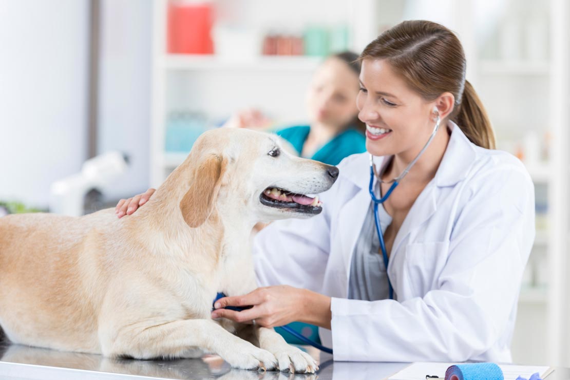 Dog Microchipping dog_vet_exam